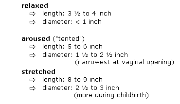 [Image: average_vagina_size.gif]