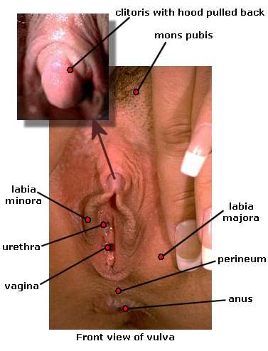 Internal view of the female sexual organs (front view)