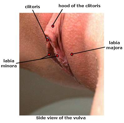 Best of Womans sex organ pictures Kim kardashian sed tape