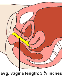 vagina size in relaxed state